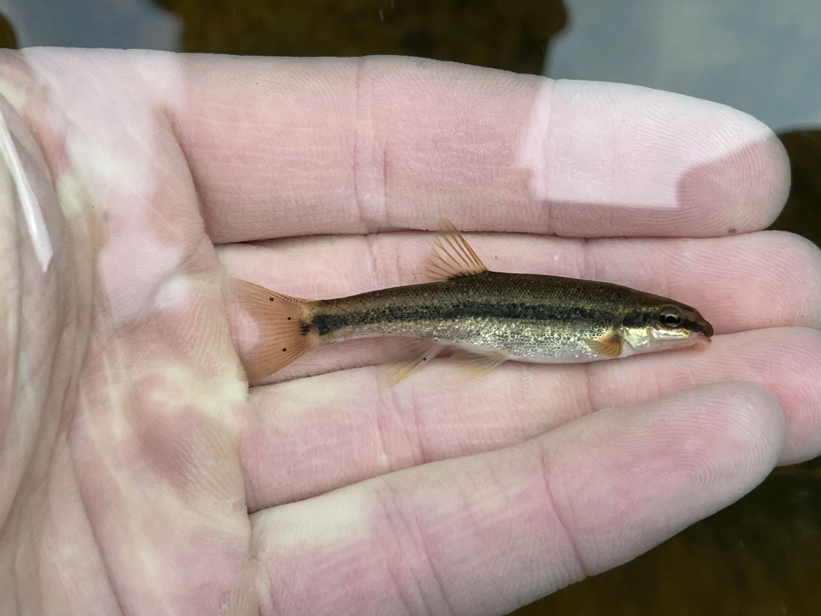 Coastal speckled dace